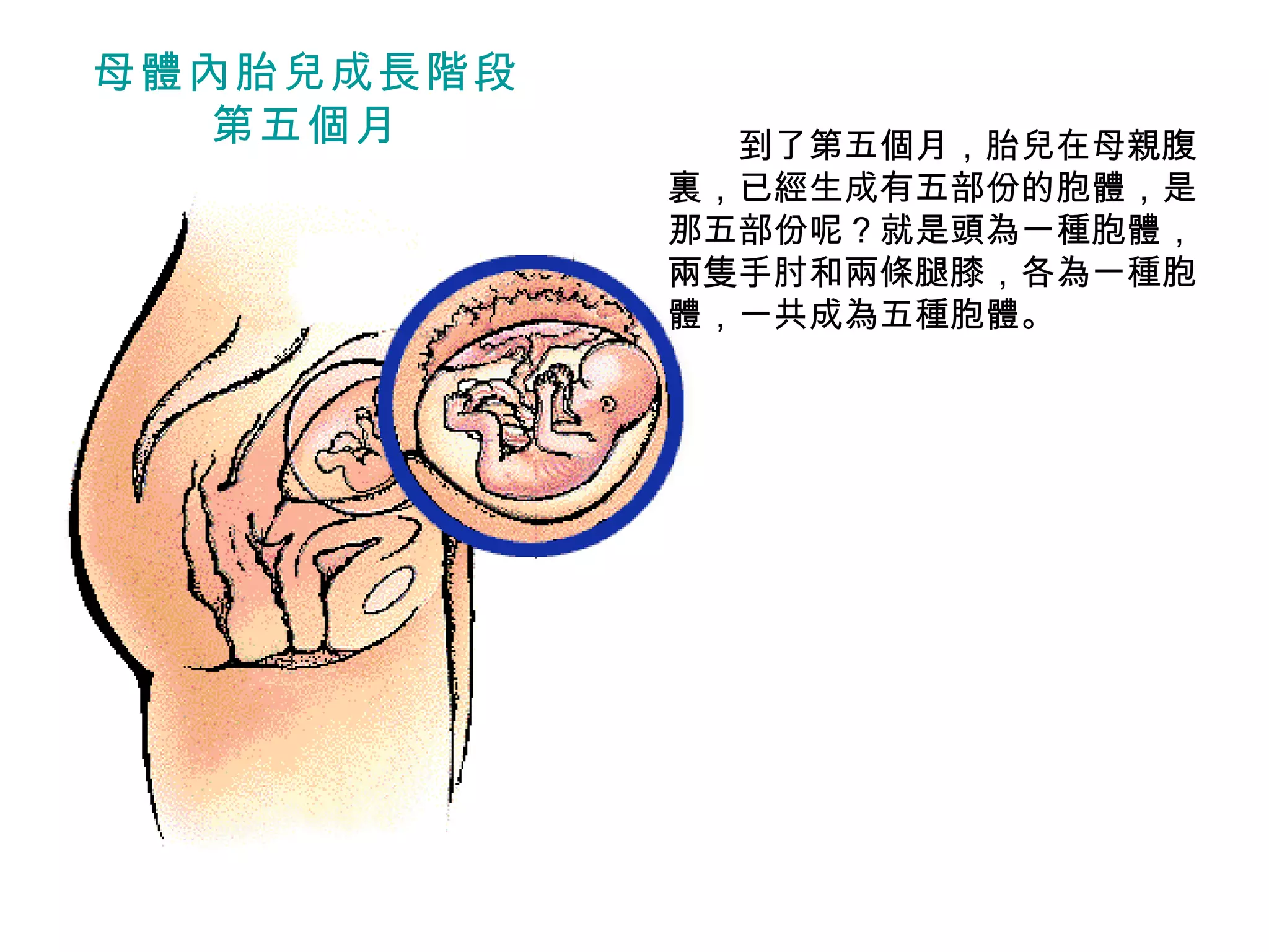 　　 到了第五個月，胎兒在母親腹裏，已經生成有五部份的胞體，是那五部份呢？就是頭為一種胞體，兩隻手肘和兩條腿膝，各為一種胞體，一共成為五種胞體。 母體內胎兒成長階段 第五個月 