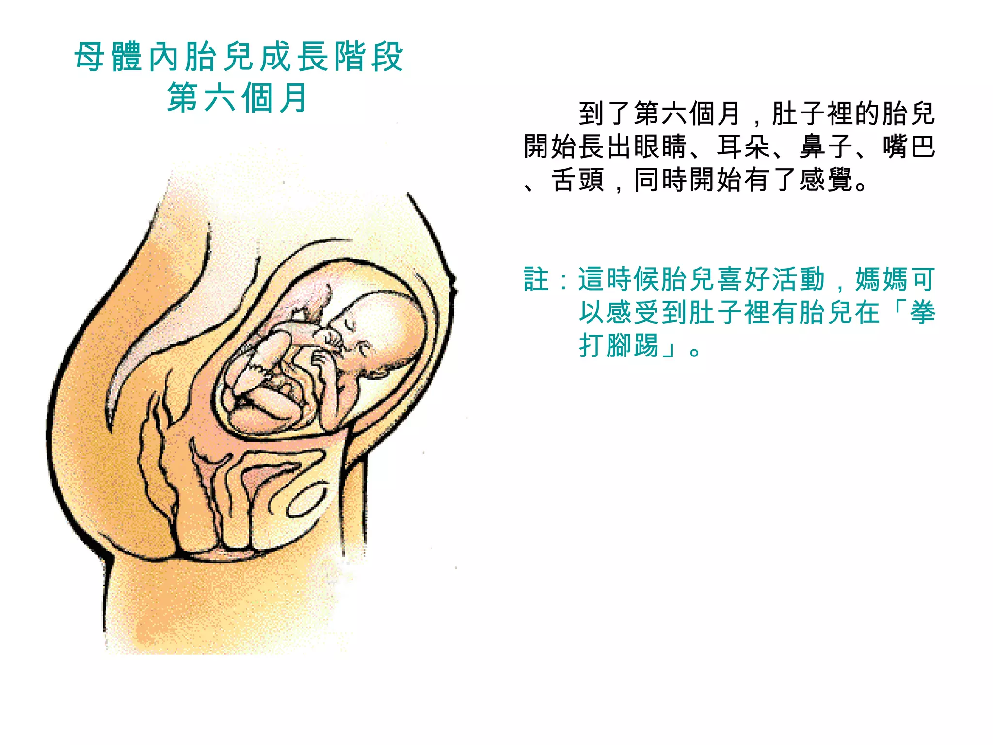 　　 到了第六個月，肚子裡的胎兒開始長出眼睛、耳朵、鼻子、嘴巴 、舌頭，同時開始有了感覺。 註：這時候胎兒喜好活動，媽媽可 　　以感受到肚子裡有胎兒在「拳 　　打腳踢」。 母體內胎兒成長階段 第六個月 