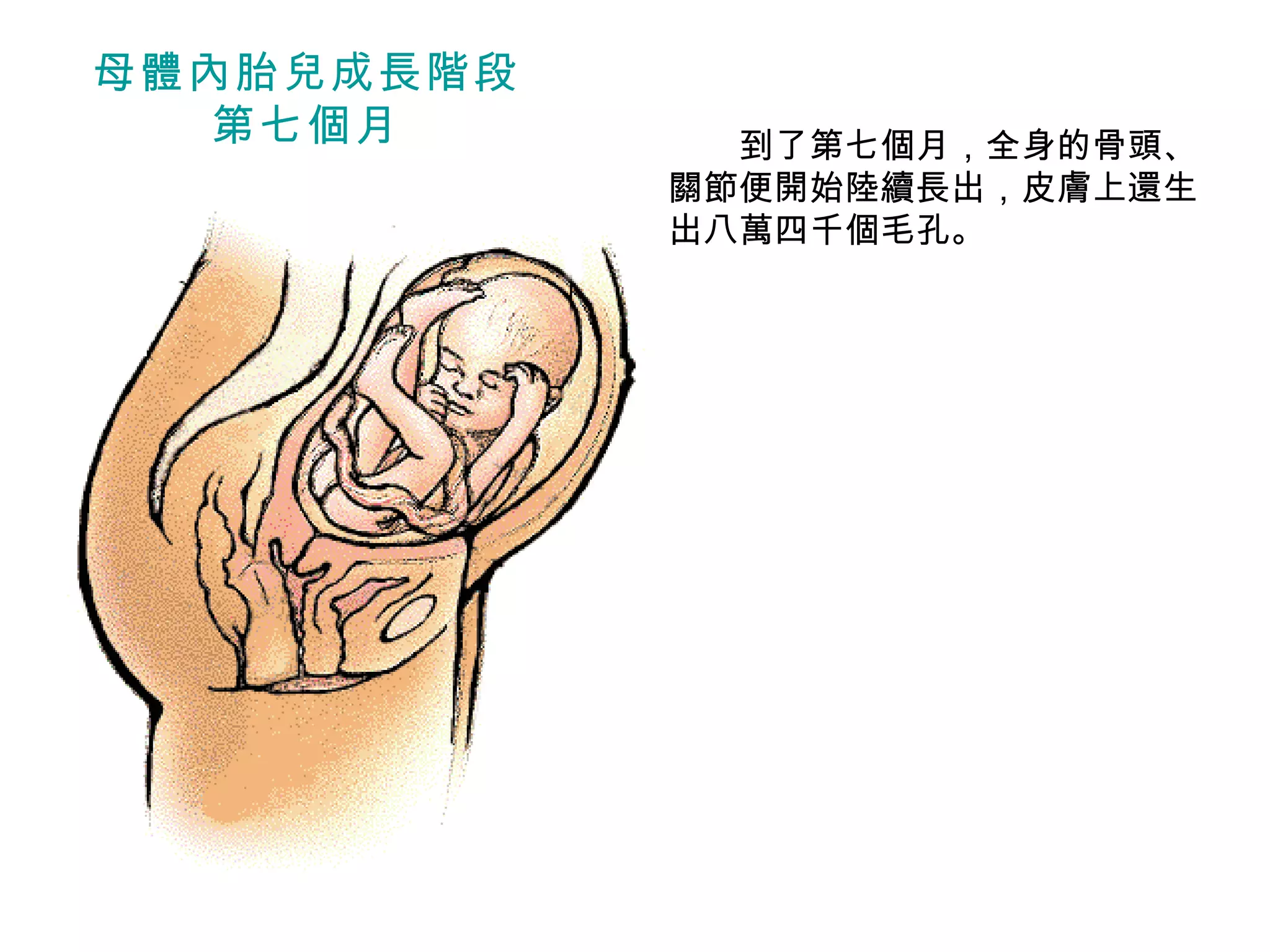 　　 到了第七個月，全身的骨頭、關節便開始陸續長出，皮膚上還生出八萬四千個毛孔。 母體內胎兒成長階段 第七個月 