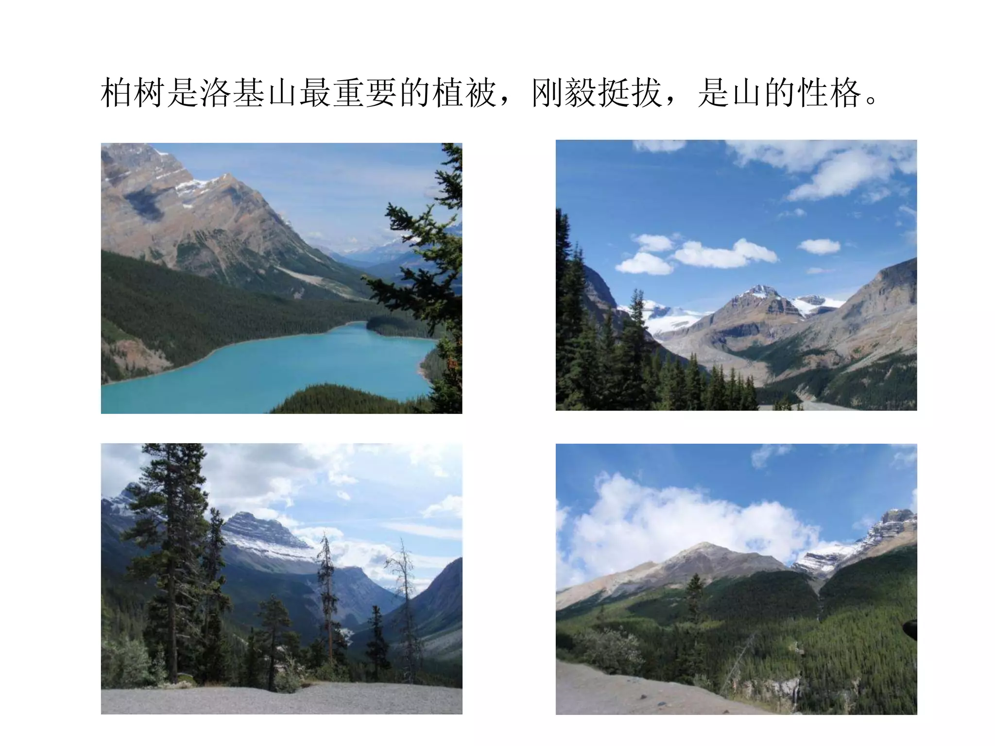 柏树是洛基山最重要的植被，刚毅挺拔，是山的性格。 