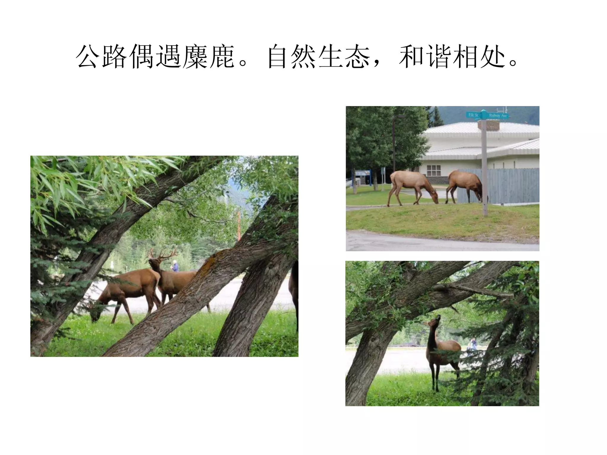 公路偶遇麋鹿。自然生态，和谐相处。 