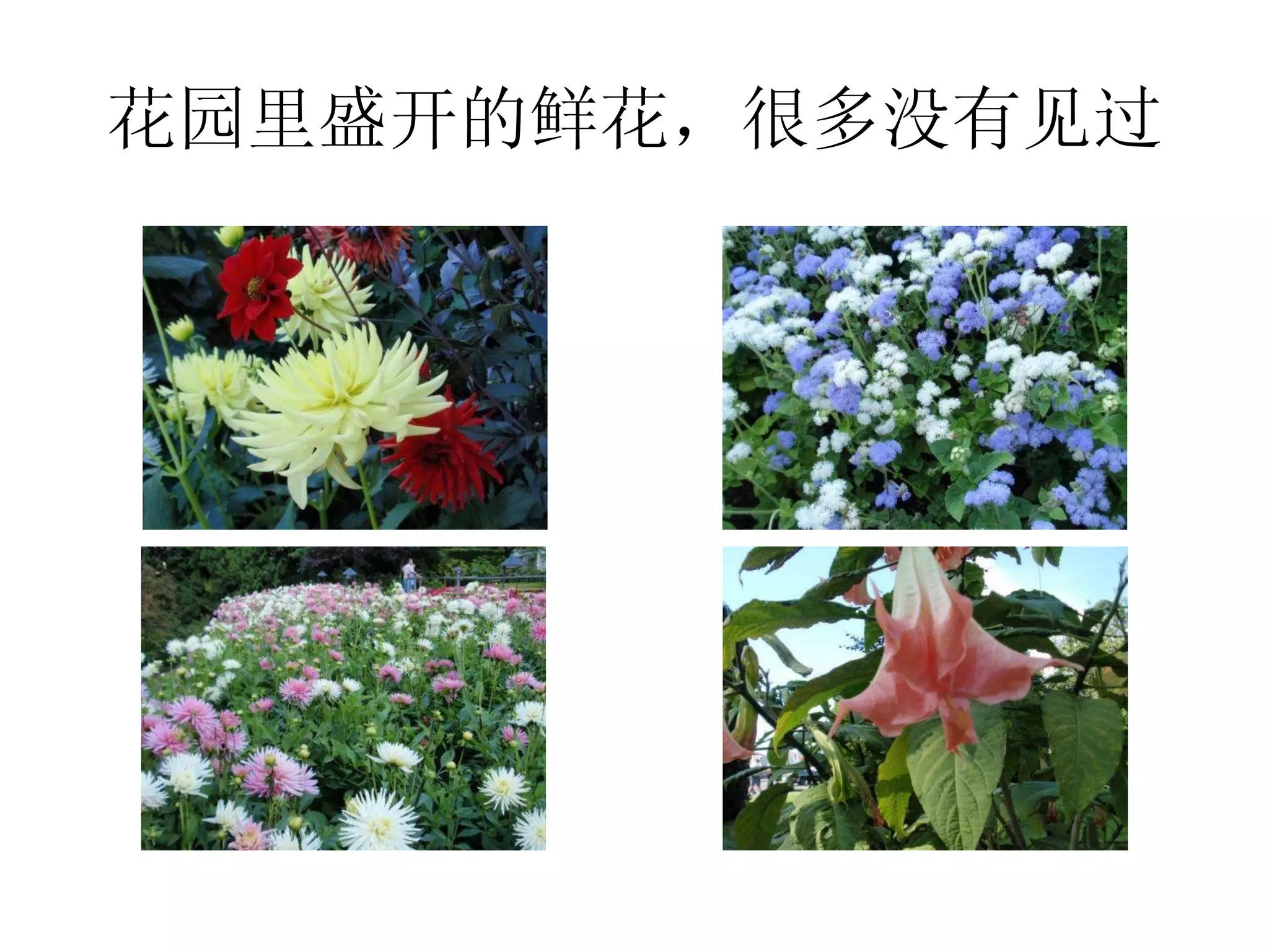 花园里盛开的鲜花，很多没有见过 