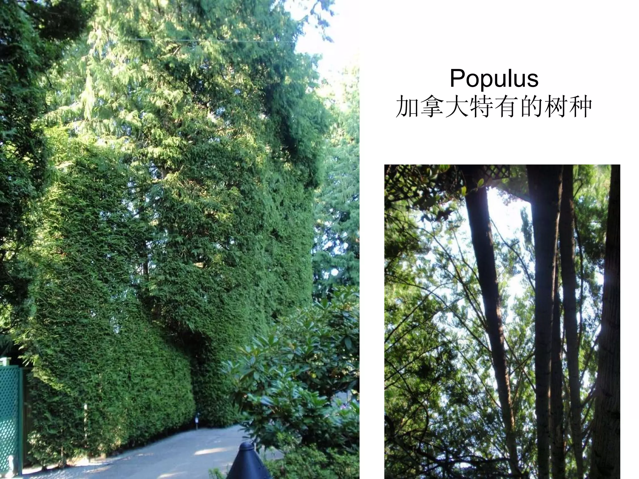 Populus 加拿大特有的树种 