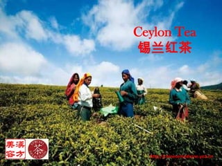 Ceylon Tea 锡兰红茶 http://chinesemedicine.yo2.cn 
