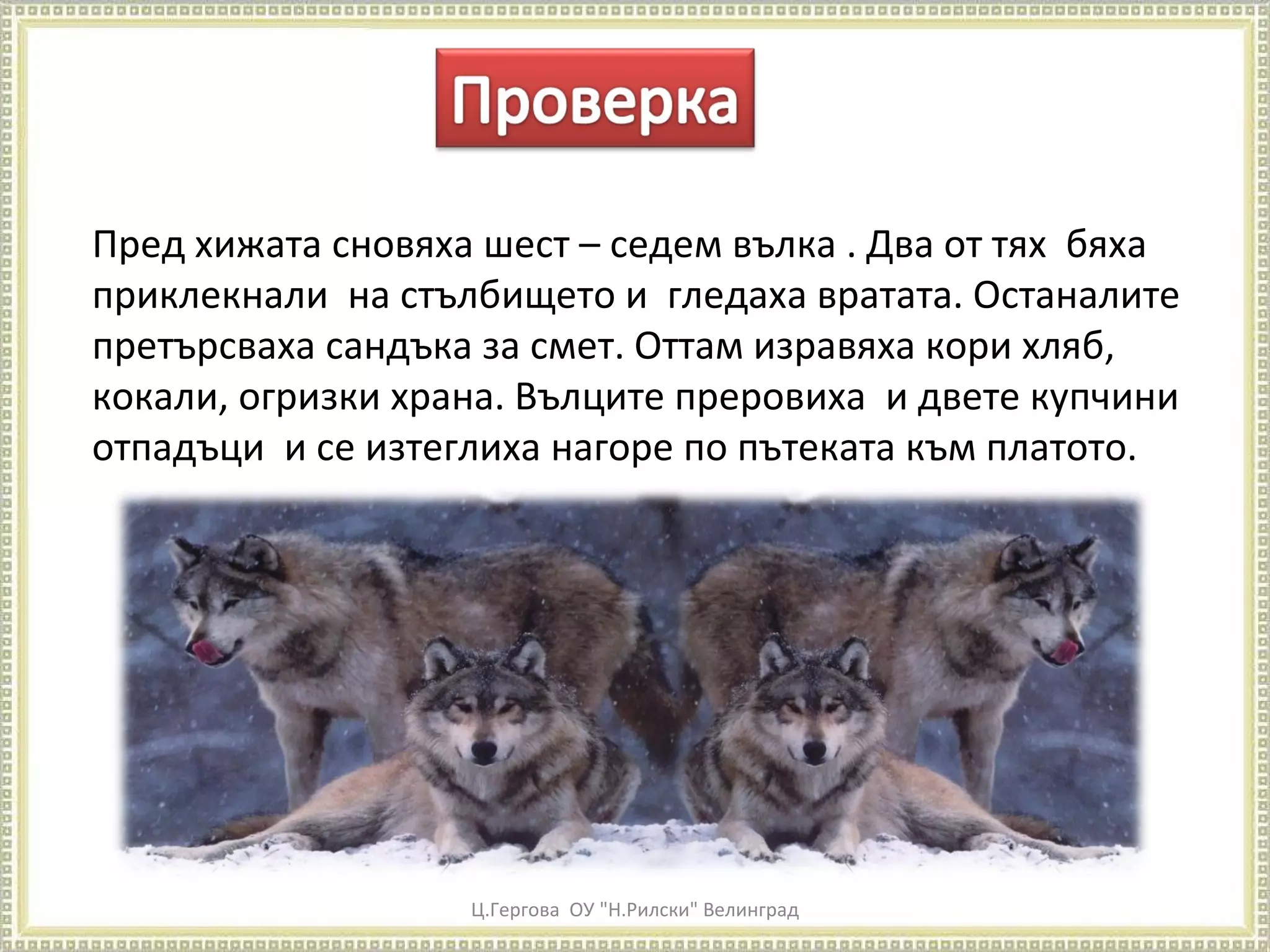 Ц.Гергова  ОУ "Н.Рилски" Велинград Пред хижата сновяха шест – седем вълка . Два от тях  бяха приклекнали  на стълбището и  гледаха вратата. Останалите претърсваха сандъка за смет. Оттам изравяха кори хляб, кокали, огризки храна. Вълците преровиха  и двете купчини отпадъци  и се изтеглиха нагоре по пътеката към платото. 