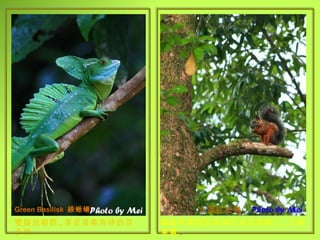 Green Basilisk  綠蜥蝪 翹起毛茸茸的長尾巴坐在枝幹上 , 大啖果實 . 雙腳放輕鬆 , 享受清晨雨林的芬多精 . 北美紅松鼠 