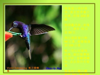 蜂鳥僅分佈於美洲 , 是全世界最小的鳥 , 約有 330 多種 . 振翅靈活度 , 依鳥大小 , 每秒 15 次至 80 次 .  飛行速度每小時 90 公里 , 俯衝能達到 100 公里 . 唯一可以向後飛的鳥 , 能定點滯留在空中 , 並瞬間轉向 , 且在飛行中取食 . 蜂鳥的心臟占體積的 20%, 棲息時心跳一分鐘達 500 下 . Violet Sabrewing  紫刀翅蜂鳥 