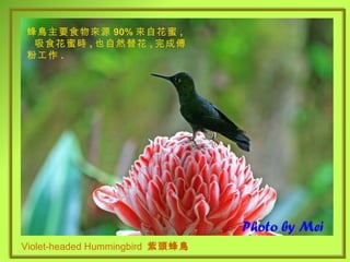 Violet-headed Hummingbird  紫頭蜂鳥   蜂鳥主要食物來源 90% 來自花蜜 ,  吸食花蜜時 , 也自然替花 , 完成傅粉工作 . 