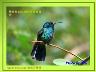 Green Violet-ear  綠紫耳蜂鳥 Green Violet-ear   綠紫耳蜂鳥 蜂鳥有 80% 的時間都在棲息 