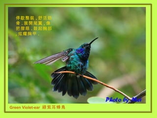 Green Violet-ear   綠紫耳蜂鳥 停歇整裝 , 舒活筋骨 . 展開尾翼 , 像把摺扇 . 鼓起胸部 , 炫耀胸甲 . 