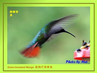 Green-breasted Mango  綠胸芒果蜂鳥 與蜂爭食 