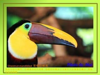 Chestnut-mandibled  栗嘴巨嘴鳥 森林中的大嗓門 ,  巨嘴鳥中的大老哥 , 粗啞的叫聲加上又粗又大的黃栗色嘴巴 , 是牠的註冊商標 . 