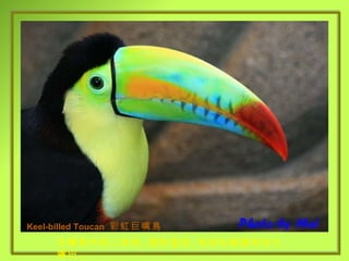 巨嘴鳥中的二老弟 , 個性溫和 , 有彩虹般漂亮的大嘴巴 . Keel-billed Toucan   彩虹巨嘴鳥 
