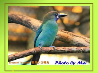Emerald Toucanet  翡翠小巨嘴鳥 巨嘴鳥中的小小弟 , 穿著一身亮麗翡翠綠羽衣 , 小嘴喙是黃黑色 . 