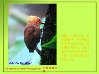 Chestnut-colored Woodpecker 中美栗啄木鳥 樹醫生的啄木鳥 , 鳥喙像鑿子 , 啄穿樹皮用舌頭拉出昆蟲 ; 當牠攀在樹幹上 , 會用強有力的尾羽支撐身體 , 而以螺旋狀路線往上爬 . 