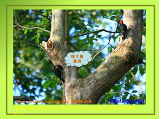 啄木鳥巢洞 鑿樹洞築巢的啄木鳥 , 樹洞內有幼鳥 , 由雌、雄鳥輪流孵育工作 . 啄木鳥巢洞 Black-cheeked Woodpecker  黑頰啄木鳥 啄木鳥巢洞 