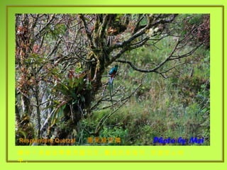 Resplendent Quetzal   　 鳳尾綠咬鵑 擁有一身雍容華貴亮麗羽毛 , 飄逸的長尾羽 . 悠遊於山林中 . 