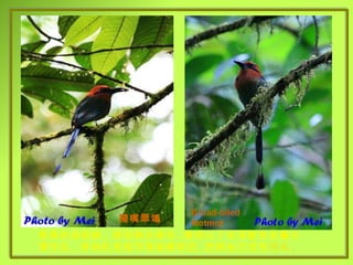 闊嘴翠鴗 Broad-biled Motmot 粗黑的過眼線 ,  頭和胸赤褐色 , 腹部以下有深藍色金屬光澤羽毛 ,  奇特的是尾羽頂端像球拍 , 把柄地方沒有 羽毛 . 