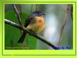 Tawny-chested Flycatcher 短短的鳥喙 , 圓滾滾的身體 . 佇立枝頭可愛的模樣 . 