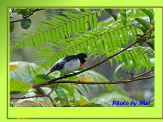 Rose-breasted Grosbeak   玫胸白斑翅雀 羽色雖不是鮮艷 , 但很顯眼 , 停在樹叢中 , 還是很容易看得到 . 