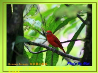 Summer Tanager   玫紅麗比藍雀 修長的體型 , 全身穿著豔麗紅羽衣 , 猶如一顆小辣椒 , 長在濃密的樹叢裏 . 