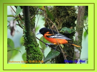 Baltimore Oriole   橙腹擬黃鸝 鮮豔的橙色是吸引眾人目光的焦點 . 