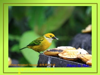 Silver-throated Tanager  銀喉唐加拉雀 抵擋不了香蕉的色、香味誘惑 . 