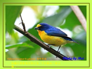Yellow-throated Euphonia  黃喉歌雀 鮮艷的黃藍強烈對比色 , 不多瞧牠一眼也難 . 