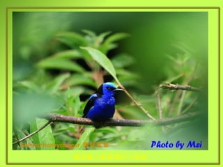 Shining Honeycreeper  輝旋蜜雀 猶如戴上黑眼罩的小海盜 