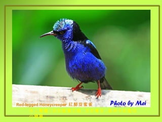Red-legged Honeycreeper  紅腳旋蜜雀 令人驚豔 ! 宛如藍寶石般 , 光彩奪目 , 森林中的藍色小精靈 . 