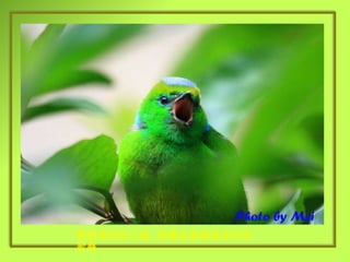 開啟愉悅的心窗 , 聆聽金眉綠雀美妙的歌聲 . 