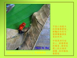 Strawberry Poison-Dart Frog   草莓毒箭蛙 鮮 不到小指般大的草莓毒箭蛙 , 鮮豔的色彩可發揮驚嚇捕食者的作用 . 中南美洲印地安人 , 將毒箭蛙的毒液 , 塗抹在箭上的尖端來捕獵 , 因而稱為毒箭蛙 . 