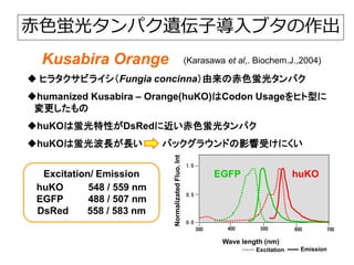 クサビラオレンジ蛍光遺伝子導入ブタ