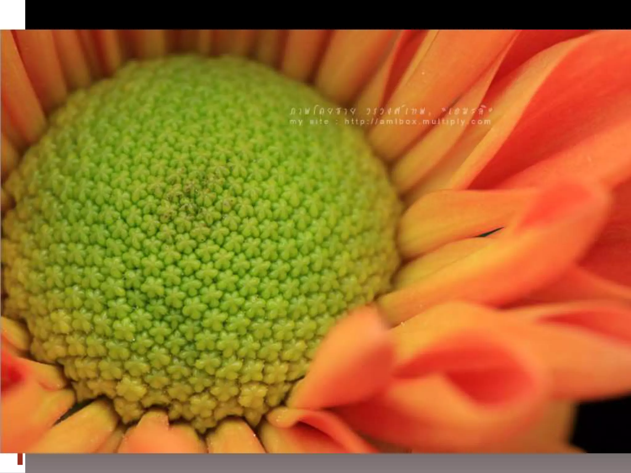 การถ่ายภาพเบื้องต้น