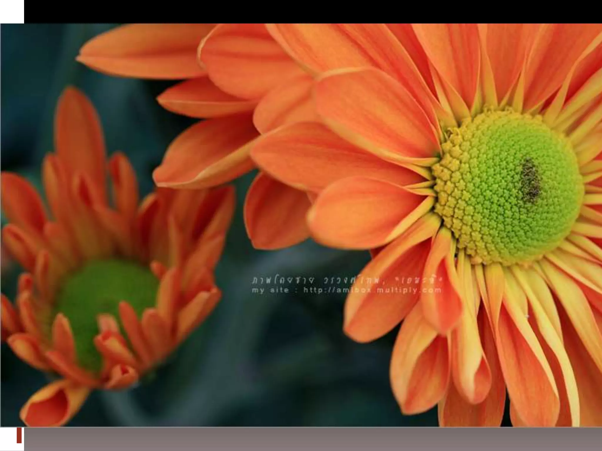 การถ่ายภาพเบื้องต้น