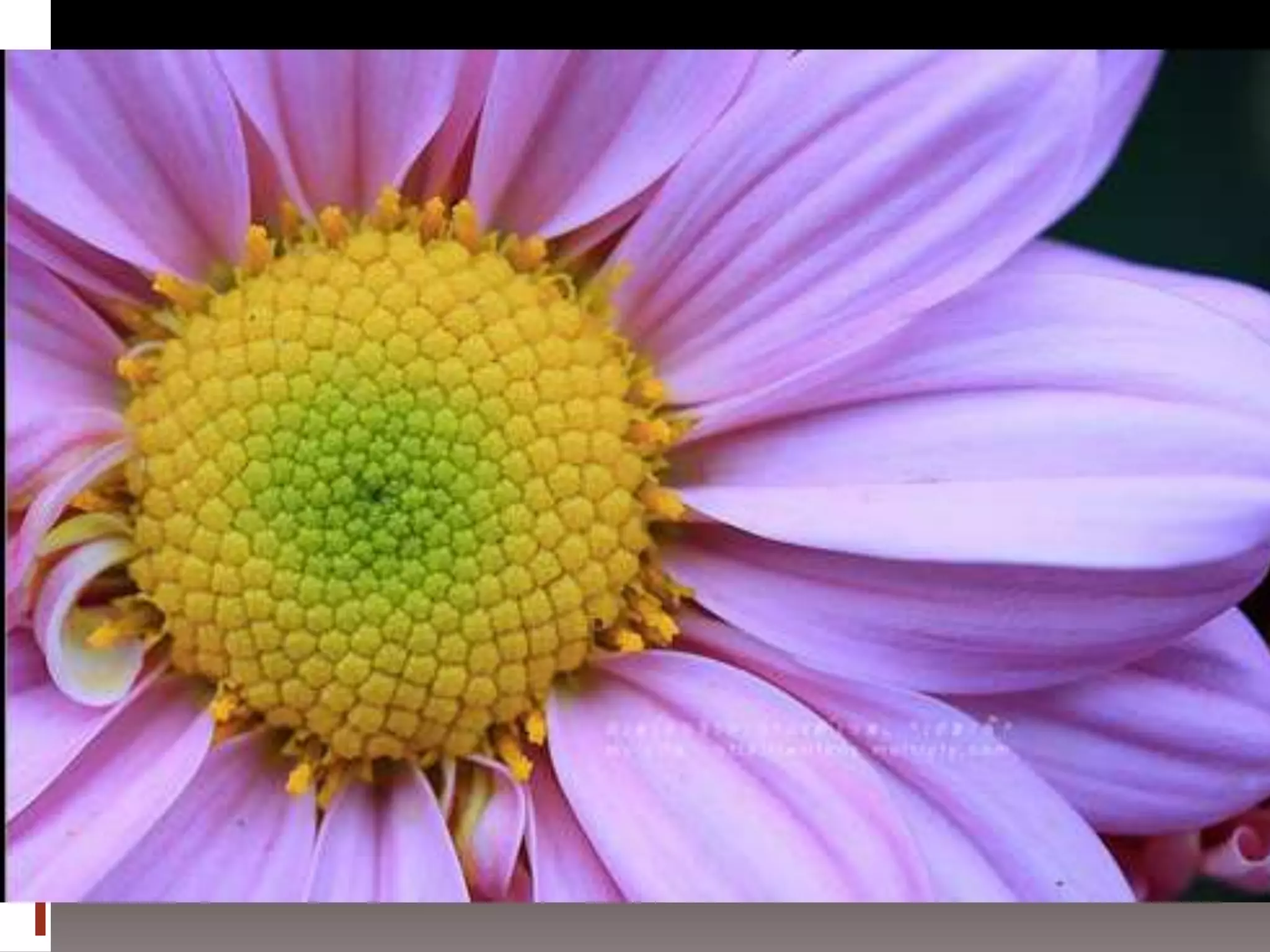 การถ่ายภาพเบื้องต้น