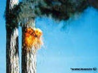 For nature it’s everyday 9/11 