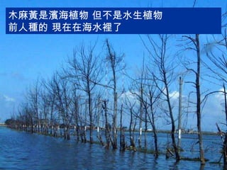 木麻黃是濱海植物 但不是水生植物 前人種的 現在在海水裡了 
