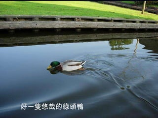 好一隻悠哉的綠頭鴨  