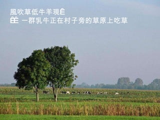 風吹草低牛羊現      一群乳牛正在村子旁的草原上吃草  