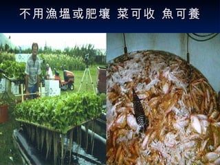 不用漁塭或肥壤 菜可收 魚可養 