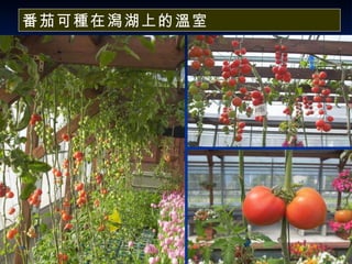 番茄可種在潟湖上的溫室 