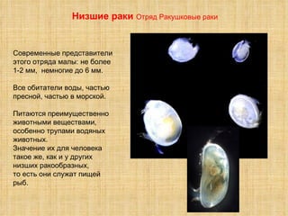 Низшие раки  Отряд Ракушковые раки Современные представители этого отряда малы: не более 1-2 мм,  немногие до 6 мм. Все обитатели воды, частью пресной, частью в морской.  Питаются преимущественно животными веществами, особенно трупами водяных животных.  Значение их для человека такое же, как и у других низших ракообразных,  то есть они служат пищей рыб.   