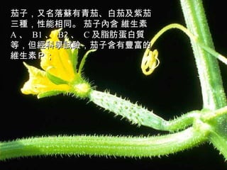 茄子，又名落蘇有青茄、白茄及紫茄三種，性能相同。 茄子內含 維生素 A 、  B1 、  B2 、  C 及脂肪蛋白質 等，但經科學試驗，茄子含有豐富的 維生素Ｐ；  