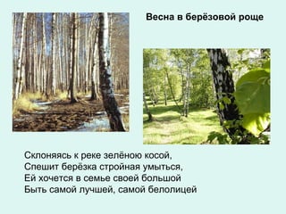 Весна в берёзовой роще Склоняясь к реке зелёною косой, Спешит берёзка стройная умыться, Ей хочется в семье своей большой Быть самой лучшей, самой белолицей   