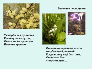 Уж верба вся душистая Раскинулась кругом, Опять весна душистая  Повеяла крылом Весенние первоцветы Он появился раньше всех – голубоватый, нежный, Когда в лесу ещё был снег, Он назван был «подснежник»… 