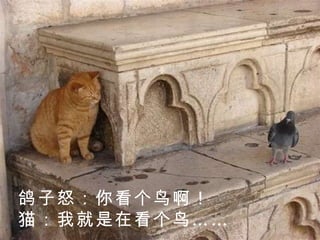 鸽子怒：你看个鸟啊！ 猫：我就是在看个鸟……  