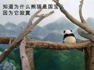 知道为什么熊猫是国宝么 因为它寂寞 