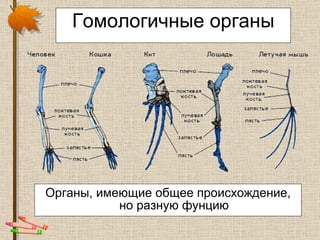 Гомологичные органы Органы, имеющие общее происхождение, но разную фунцию 