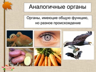 Аналогичные органы Органы, имеюцие общую функцию,  но разное происхождение 